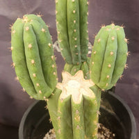 #EC224 EXACT Trichocereus Lost Label Cactus Ornamental Cactus 12”