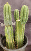 #EC224 EXACT Trichocereus Lost Label Cactus Ornamental Cactus 12”