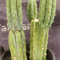 #EC224 EXACT Trichocereus Lost Label Cactus Ornamental Cactus 12”