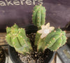 #EC224 EXACT Trichocereus Lost Label Cactus Ornamental Cactus 12”