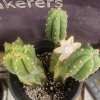 #EC224 EXACT Trichocereus Lost Label Cactus Ornamental Cactus 12”