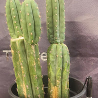 #EC224 EXACT Trichocereus Lost Label Cactus Ornamental Cactus 12”