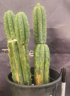 #EC224 EXACT Trichocereus Lost Label Cactus Ornamental Cactus 12”