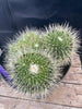 #EC227 EXACT Mammilaria Spinossissima Un Pico Cactus Plant