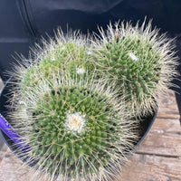 #EC227 EXACT Mammilaria Spinossissima Un Pico Cactus Plant