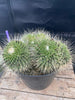 #EC227 EXACT Mammilaria Spinossissima Un Pico Cactus Plant