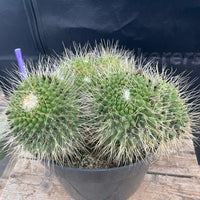 #EC227 EXACT Mammilaria Spinossissima Un Pico Cactus Plant