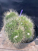 #EC227 EXACT Mammilaria Spinossissima Un Pico Cactus Plant