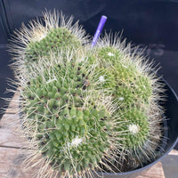 #EC227 EXACT Mammilaria Spinossissima Un Pico Cactus Plant