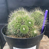 #EC227 EXACT Mammilaria Spinossissima Un Pico Cactus Plant