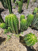 #EC228 EXACT Trichocereus Bach's Faux Scop Cactus Plant Cutting 8-10"