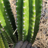 #EC228 EXACT Trichocereus Bach's Faux Scop Cactus Plant Cutting 8-10"