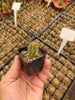 #EC230 EXACT Trichocereus Pachanoi OP Cactus Plant Seedlings from Peru