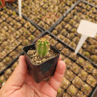 #EC230 EXACT Trichocereus Pachanoi OP Cactus Plant Seedlings from Peru