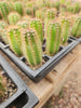 #EC230 EXACT Trichocereus Pachanoi OP Cactus Plant Seedlings from Peru