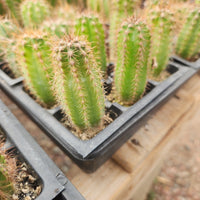 #EC230 EXACT Trichocereus Pachanoi OP Cactus Plant Seedlings from Peru