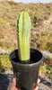 #EC230 EXACT Trichocereus Pachanoi OP Cactus Plant Seedlings from Peru