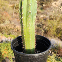 #EC230 EXACT Trichocereus Pachanoi OP Cactus Plant Seedlings from Peru