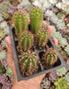 #EC230 EXACT Trichocereus Pachanoi OP Cactus Plant Seedlings from Peru