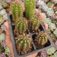 #EC230 EXACT Trichocereus Pachanoi OP Cactus Plant Seedlings from Peru