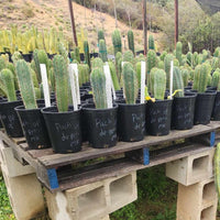 #EC230 EXACT Trichocereus Pachanoi OP Cactus Plant Seedlings from Peru