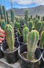 #EC230 EXACT Trichocereus Pachanoi OP Cactus Plant Seedlings from Peru