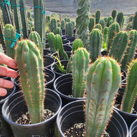 #EC230 EXACT Trichocereus Pachanoi OP Cactus Plant Seedlings from Peru