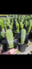 #EC230 EXACT Trichocereus Pachanoi OP Cactus Plant Seedlings from Peru