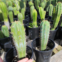 #EC230 EXACT Trichocereus Pachanoi OP Cactus Plant Seedlings from Peru