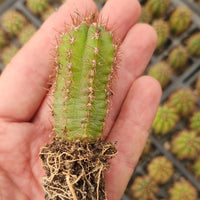 #EC230 EXACT Trichocereus Pachanoi OP Cactus Plant Seedlings from Peru