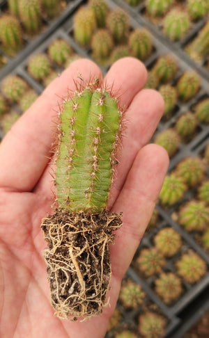 #EC230 EXACT Trichocereus Pachanoi OP Cactus Plant Seedlings from Peru