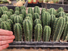 #EC233 EXACT Trichocereus Scopulicola Crocker X Scop Cactus Plant Spud Seedling 3-4"