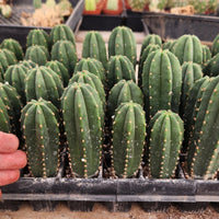 #EC233 EXACT Trichocereus Scopulicola Crocker X Scop Cactus Plant Spud Seedling 3-4"