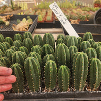 #EC233 EXACT Trichocereus Scopulicola Crocker X Scop Cactus Plant Spud Seedling 3-4"