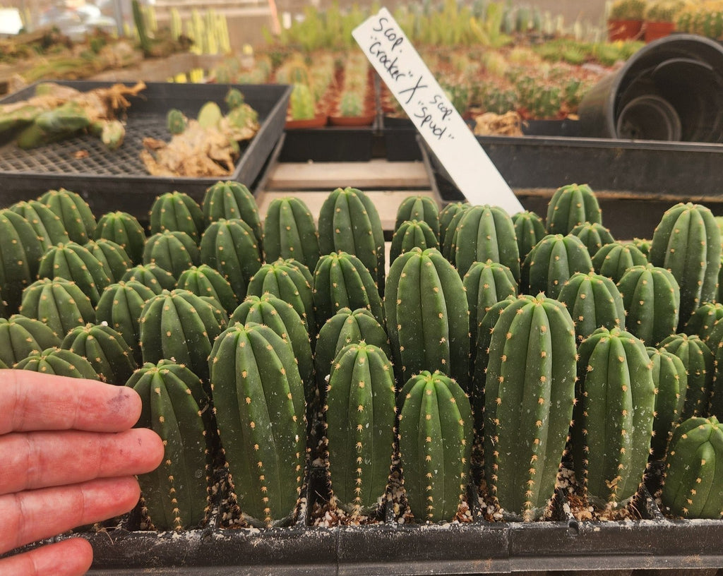 #EC233 EXACT Trichocereus Scopulicola Crocker X Scop Cactus Plant Spud Seedling 3-4"