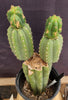 #EC234 EXACT Trichocereus Pachanoi Mt. Geronimo 13” Cactus Plant