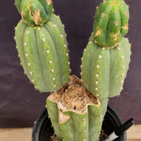 #EC234 EXACT Trichocereus Pachanoi Mt. Geronimo 13” Cactus Plant