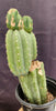 #EC234 EXACT Trichocereus Pachanoi Mt. Geronimo 13” Cactus Plant