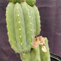 #EC234 EXACT Trichocereus Pachanoi Mt. Geronimo 13” Cactus Plant