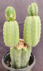 #EC234 EXACT Trichocereus Pachanoi Mt. Geronimo 13” Cactus Plant