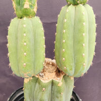 #EC234 EXACT Trichocereus Pachanoi Mt. Geronimo 13” Cactus Plant