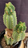 #EC234 EXACT Trichocereus Pachanoi Mt. Geronimo 13” Cactus Plant