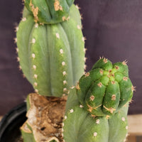 #EC234 EXACT Trichocereus Pachanoi Mt. Geronimo 13” Cactus Plant