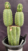 #EC234 EXACT Trichocereus Pachanoi Mt. Geronimo 13” Cactus Plant