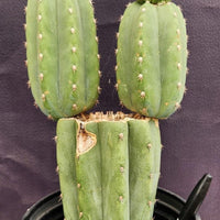 #EC234 EXACT Trichocereus Pachanoi Mt. Geronimo 13” Cactus Plant