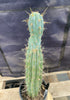 #EC236 EXACT Trichocereus "Lost Label" Cactus Plant 18”