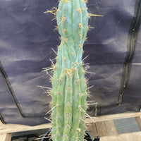 #EC236 EXACT Trichocereus "Lost Label" Cactus Plant 18”