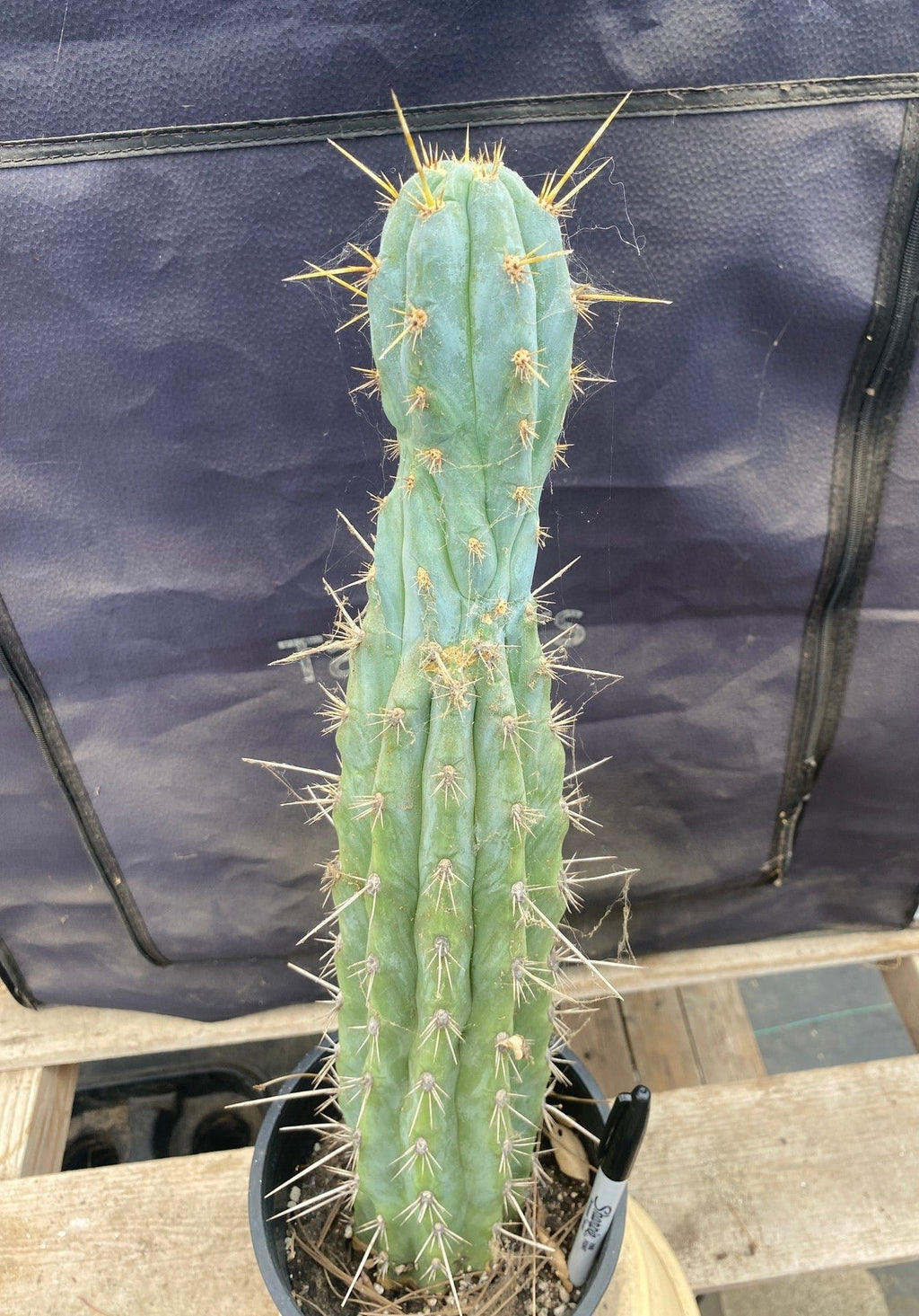 #EC236 EXACT Trichocereus "Lost Label" Cactus Plant 18”