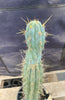 #EC236 EXACT Trichocereus "Lost Label" Cactus Plant 18”