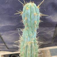 #EC236 EXACT Trichocereus "Lost Label" Cactus Plant 18”